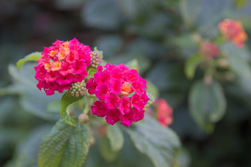 View of a lantana camera in bloom