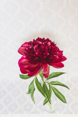 Red dahlia in a bottle vase