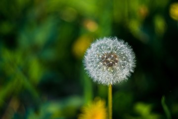 dandelion in grass