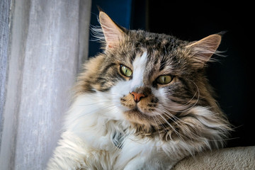 maine coon, in the foreground, adult, by the window