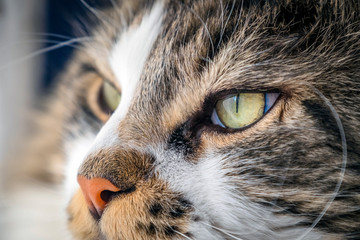 maine coon, in the foreground, adult, by the window