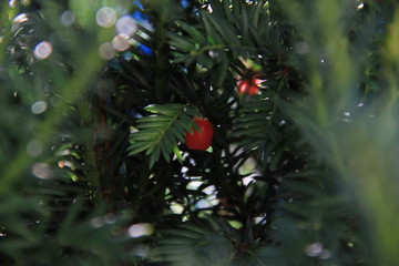 weihnachten, baum, dekoration, ast, rot, green, urlaub, f&ouml;hre, -tannen, ball, winter, ornament, isoliert, christbaum, wei&szlig;, feier, jahreszeit, fichte, beere, jahre, natur, neujahr, neu, schnee