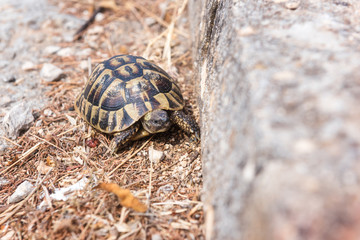 Turtle, Greek tortoise or Testudo graeca in an urban environment, animal close-up