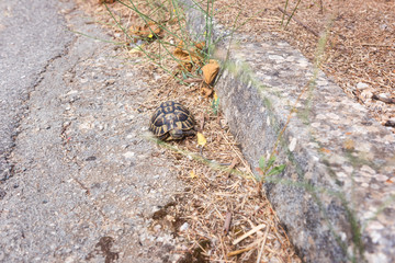 Turtle, Greek tortoise or Testudo graeca in an urban environment, animal close-up