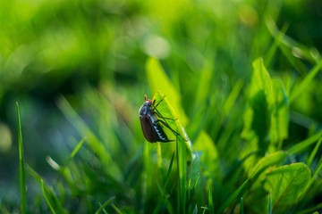 June bug on a grass