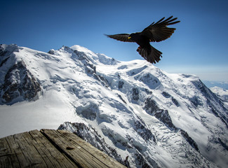 Mountains, birds, Mont Blanc, glacier