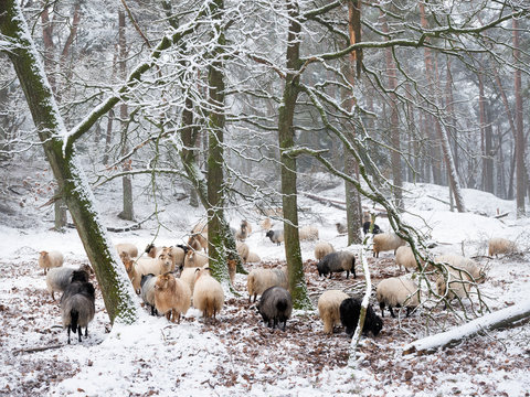 flock of sheep in snow between trees of winter forest near utrecht in holland