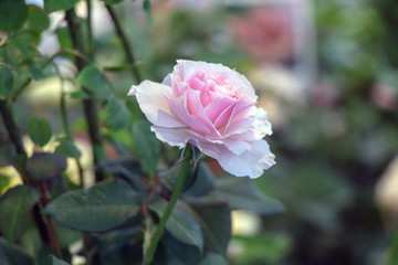 Beautiful close up colorful rose flower.