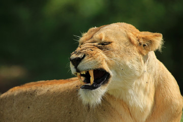 Lioness, Ngorongoro Conservation Area, Tanzania