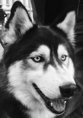 Siberian Husky portrait. Black and white photography