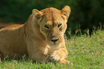 Fototapeta na wymiar Lioness, Ngorongoro Conservation Area, Tanzania