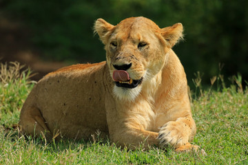 Lioness, Ngorongoro Conservation Area, Tanzania