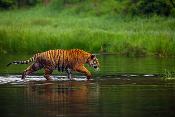 The Siberian tiger (Panthera tigris tigris),also called Amur tiger (Panthera tigris altaica)...