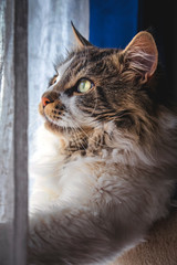 Obraz premium maine coon, in the foreground, adult, by the window