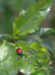 red bug on green leaf