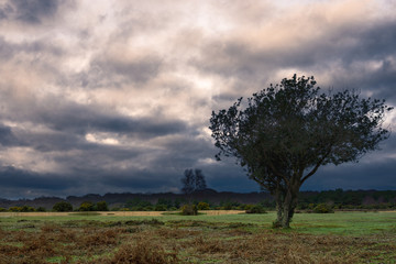 Stormy clouds over New Forest countryside