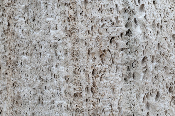 Coquina wall texture. a high resolution. wall in the holes.