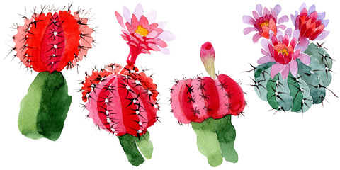 Green red cactus floral botanical flower. Watercolor background illustration set. Isolated cacti illustration element.