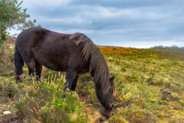 Fototapeta premium White horse in in New Forrest United Kingdom