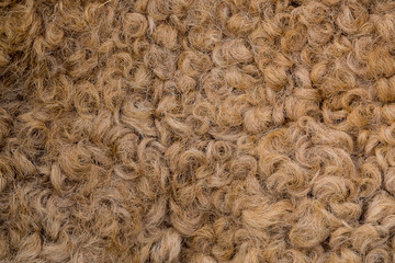detail of dromedary curly wool