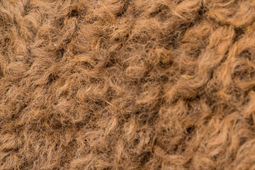 detail of dromedary curly wool