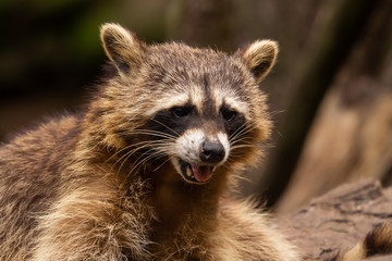 A raccoon looks straight into the camera