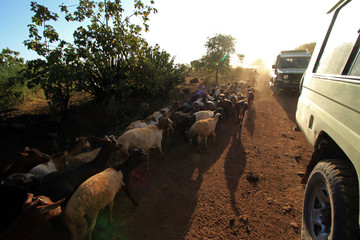 Goats in Masai village, Ngorongoro Conservation Area, Tanzania 