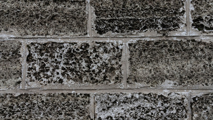 Coquina wall texture. a high resolution. wall in the holes.