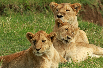 Naklejka na ściany i meble Lioness and her cubs, Ngorongoro Conservation Area, Tanzania