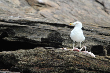 aves bird gaivota garça 