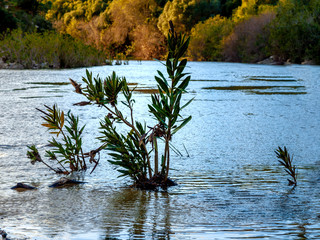 river Hozgarganta in the natural park of cork oaks in Jimena, Andalusia, Spain