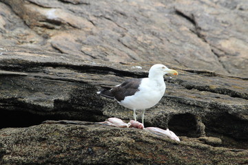 aves bird gaivota garça 