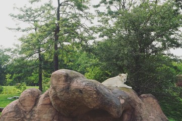 Naklejka premium White female lion on rock