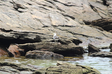 aves bird gaivota garça 