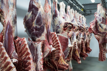 Freshly slaughtered halves of cattle hanging on the hooks in a refrigerator room of a meat plant for further food processing.