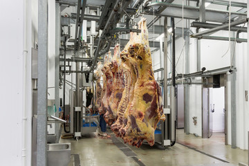 Freshly slaughtered of cattle hanging on the hooks in a meat plant.