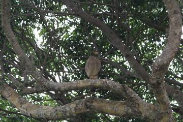 gaviao