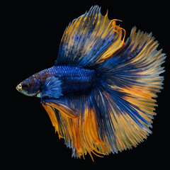  beautiful of siam betta fish in thailand on black background.