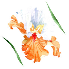Fototapeta na wymiar Orange white iris floral botanical flower. Watercolor background illustration set. Isolated iris illustration element.