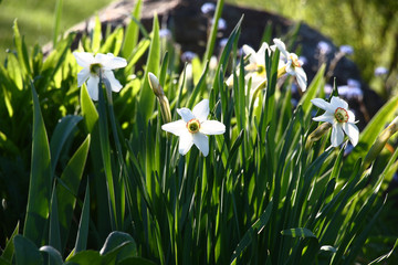 The morning flower bed among fresh green foliage is decorated by white flowers of narcissuses.