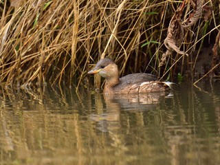 The little grebe (Tachybaptus ruficollis) floating on river