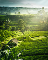 A sunrise over rice terraces on Bali 
