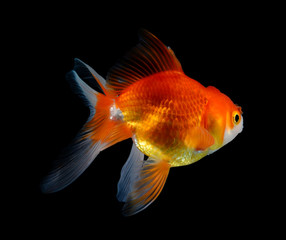 goldfish on black background