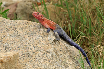 Mwanza flat-headed rock agama, Serengeti National Park, Tanzania