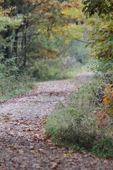 Obraz premium wald, bahn, natur, herbst, baum, road, landschaft, pfad, holz, fall, blatt, green, park, laub, jahreszeit, frühling, umwelt, ausserhalb, way, bäuerlich