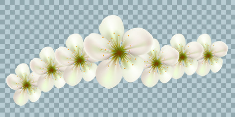 Vector Bali flowers border isolated on transparency grid background