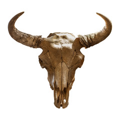 skull bison head on a white background. Isolated object © art_rich