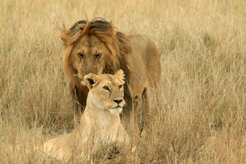 Fototapeta na wymiar Lion couple, Serengeti National Park, Tanzania