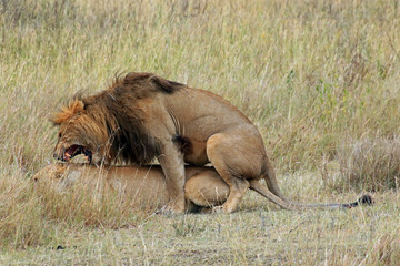 Lions mating, Serengeti National Park, Tanzania