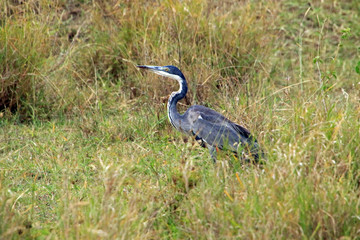 Black-headed Heron, Serengeti National Park, Tanzania